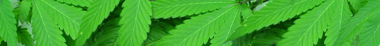 http://marijuanacannabis.files.wordpress.com/2008/06/headerblog1.jpg