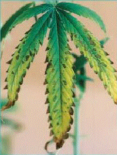 symptoms of potassium excess in a cannabis plant, leaf with yellow edges, and brown spots, Cannabis growers forum & community, How to grow cannabis, how to grow weed, a step by step guide to growing weed, cannabis growers forum, need help with sick plant, what's wrong with my cannabis plant, percys Grow Room, the Grow Room, percys Grow Guides, we'd growing forum, weed growers community, how to grow weed in coco, when is my cannabis plant ready for harvest, how to feed my cannabis plant, beginners guide to growing weed, how to grow weed for personal use, cannabis plant deficiency, how to germinate cannabis seeds, where to buy cannabis seeds, best weed growers website